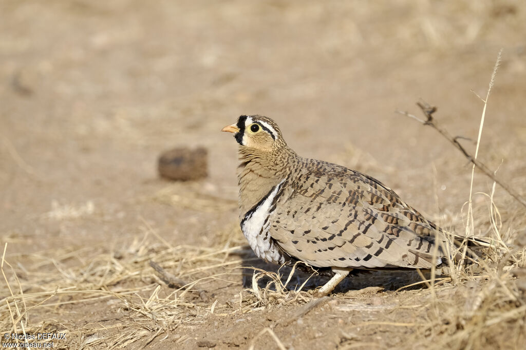 Black-faced Sandgrouse male adult, eats