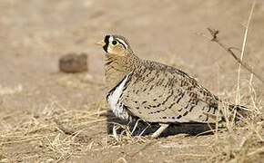 Black-faced Sandgrouse