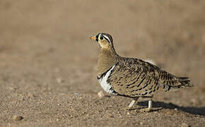 Black-faced Sandgrouse