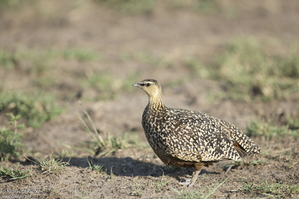 Yellow-throated Sandgrouse female, walking