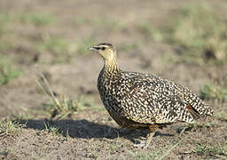 Yellow-throated Sandgrouse