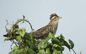 Striped Cuckoo