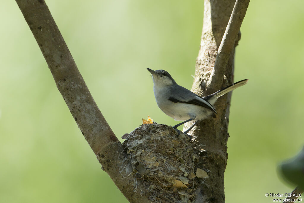 Tropical Gnatcatcheradult, Reproduction-nesting