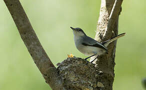 Tropical Gnatcatcher