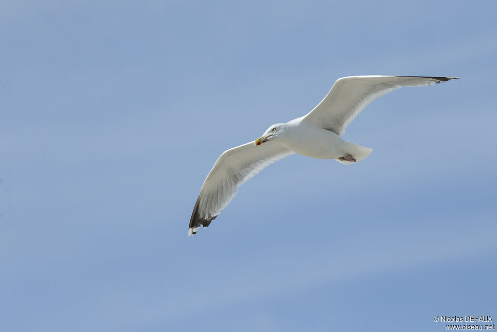 European Herring Gull, Flight