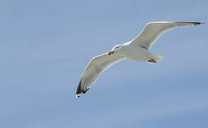 European Herring Gull