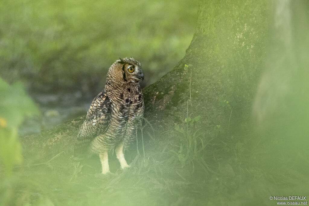 Great Horned Owljuvenile, close-up portrait