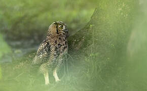 Great Horned Owl