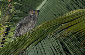 Great Horned Owl