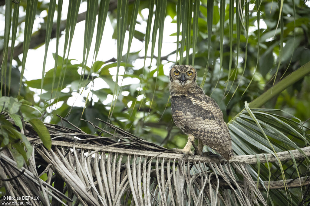 Great Horned Owljuvenile, close-up portrait