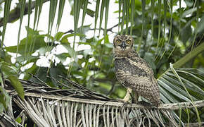 Great Horned Owl