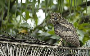 Great Horned Owl