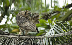 Great Horned Owl