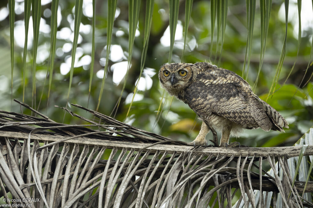 Great Horned Owljuvenile, close-up portrait