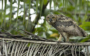 Great Horned Owl