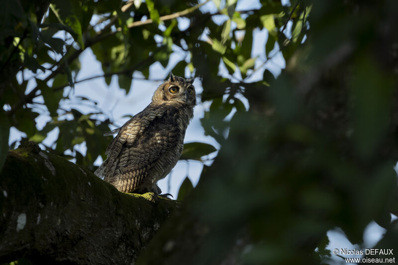 Great Horned Owljuvenile, close-up portrait
