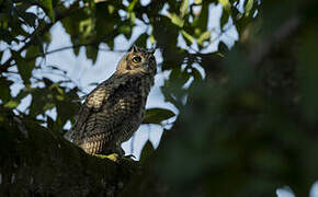 Great Horned Owl