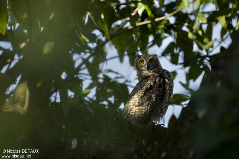 Great Horned Owljuvenile, close-up portrait