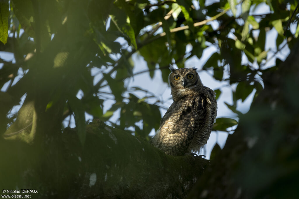 Great Horned Owljuvenile, close-up portrait