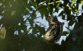 Great Horned Owl