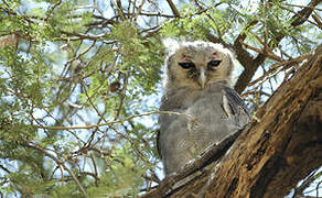 Verreaux's Eagle-Owl