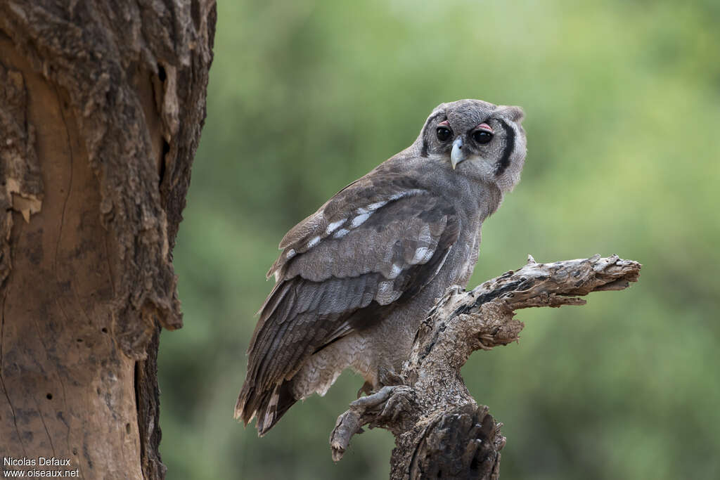 Verreaux's Eagle-Owladult, aspect