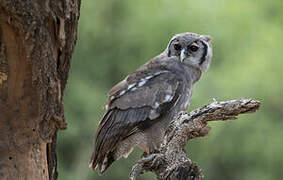 Verreaux's Eagle-Owl