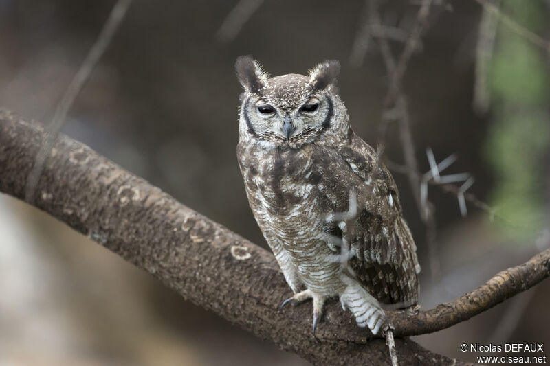 Greyish Eagle-Owl, close-up portrait