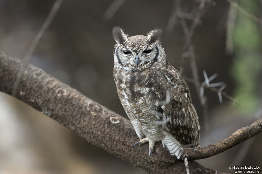 Greyish Eagle-Owl, close-up portrait