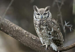 Greyish Eagle-Owl