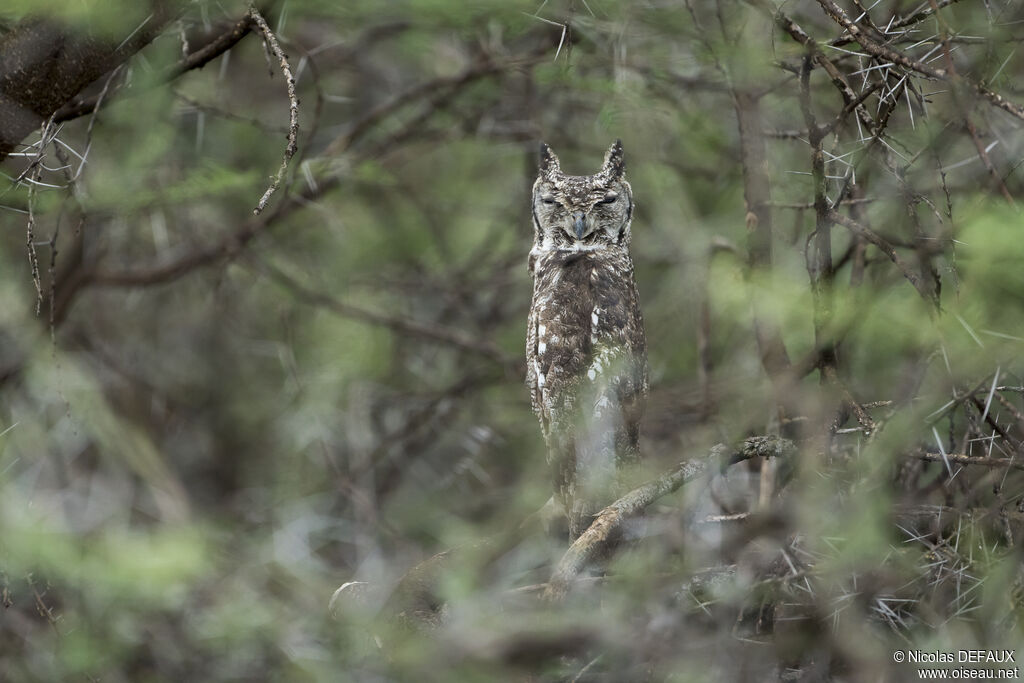 Greyish Eagle-Owl, close-up portrait