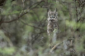 Greyish Eagle-Owl