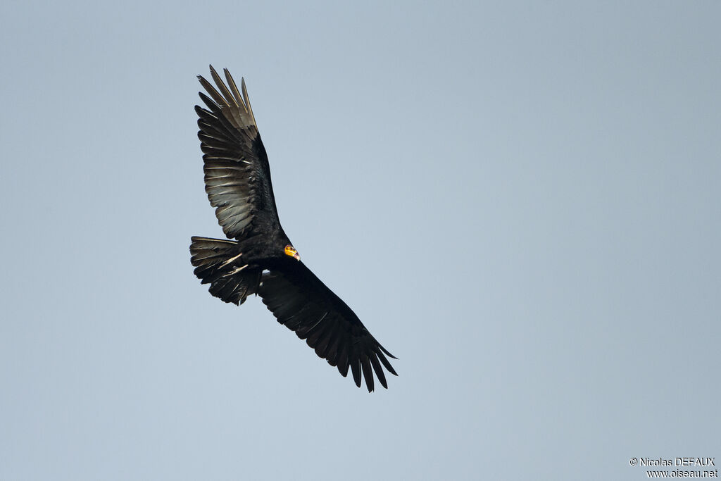 Greater Yellow-headed Vultureadult, Flight