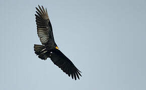 Greater Yellow-headed Vulture