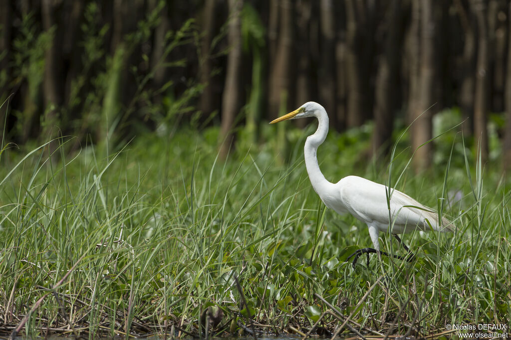 Grande Aigrette