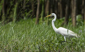 Grande Aigrette