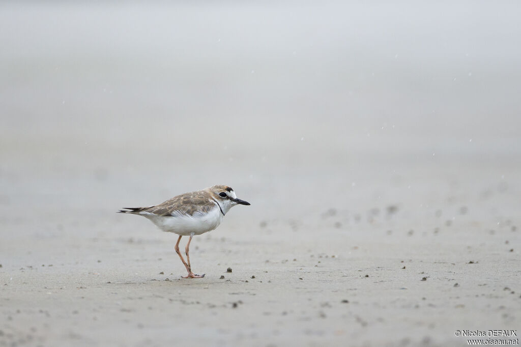 Collared Plover