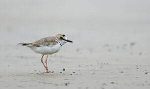 Collared Plover