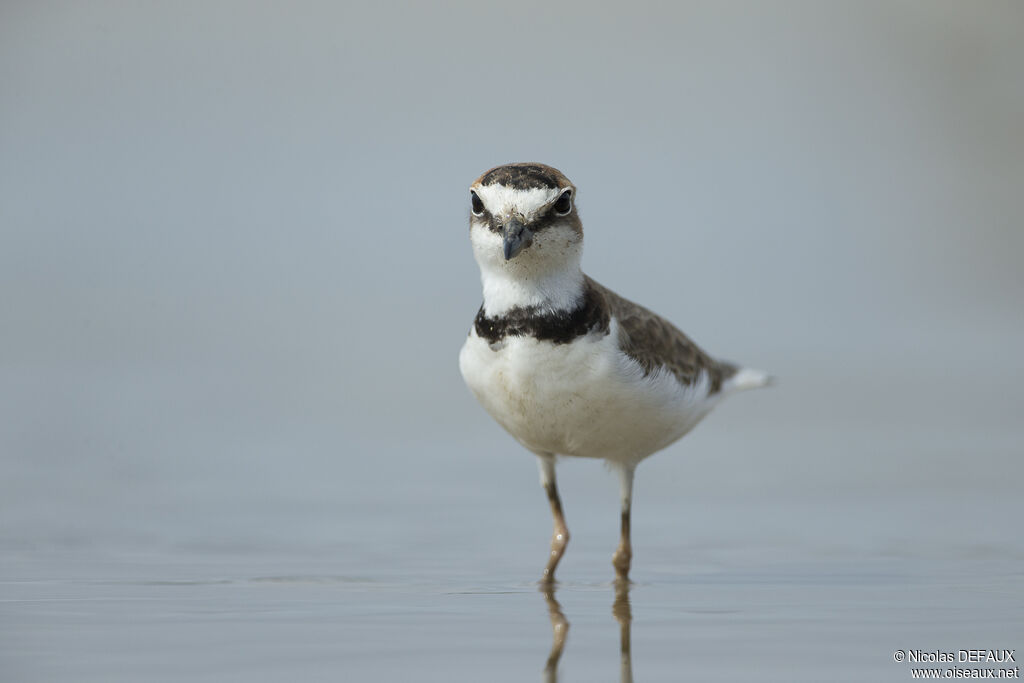 Collared Plover