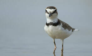 Collared Plover