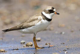 Semipalmated Plover