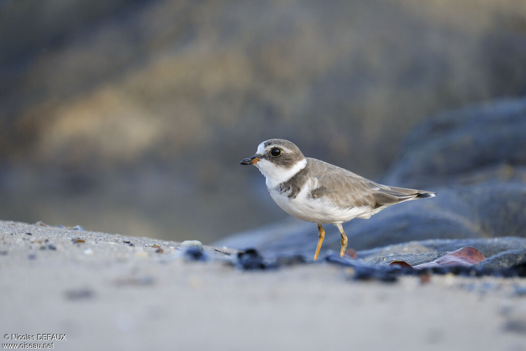 Semipalmated Plover