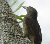 Cinnamon-throated Woodcreeper