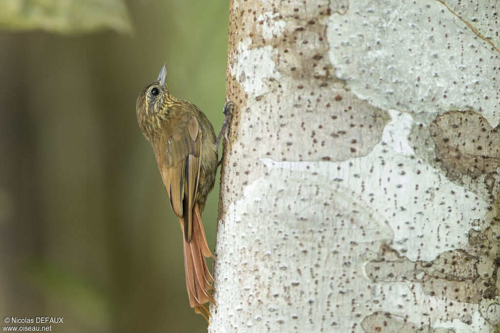 Wedge-billed Woodcreeper, close-up portrait