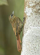 Wedge-billed Woodcreeper