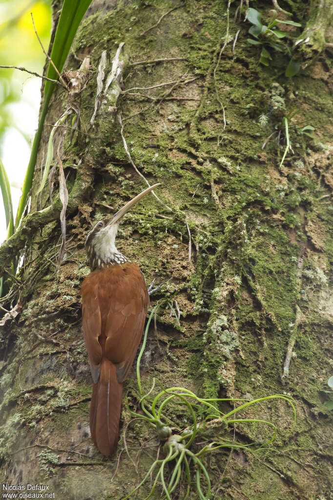 Long-billed Woodcreeperadult, aspect