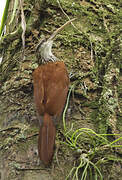 Long-billed Woodcreeper