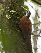 Long-billed Woodcreeper