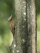 Straight-billed Woodcreeper