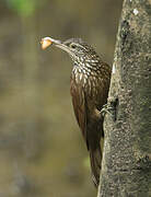 Straight-billed Woodcreeper